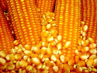 Comercializao do milho segue lenta e registra mdia bem abaixo dos ltimos anos