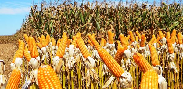 Programa pretende aumentar a produo nacional de milho