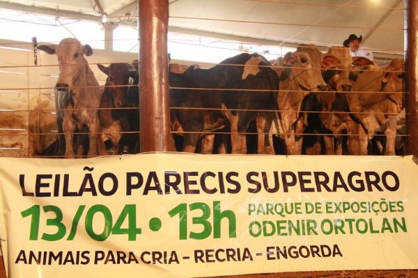 Venda de gado em leilo na Parecis SuperAgro gera cifras acima de R$ 1,5 milho