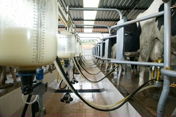 Oferta de milho para rao sustentar crescimento da produo de leite