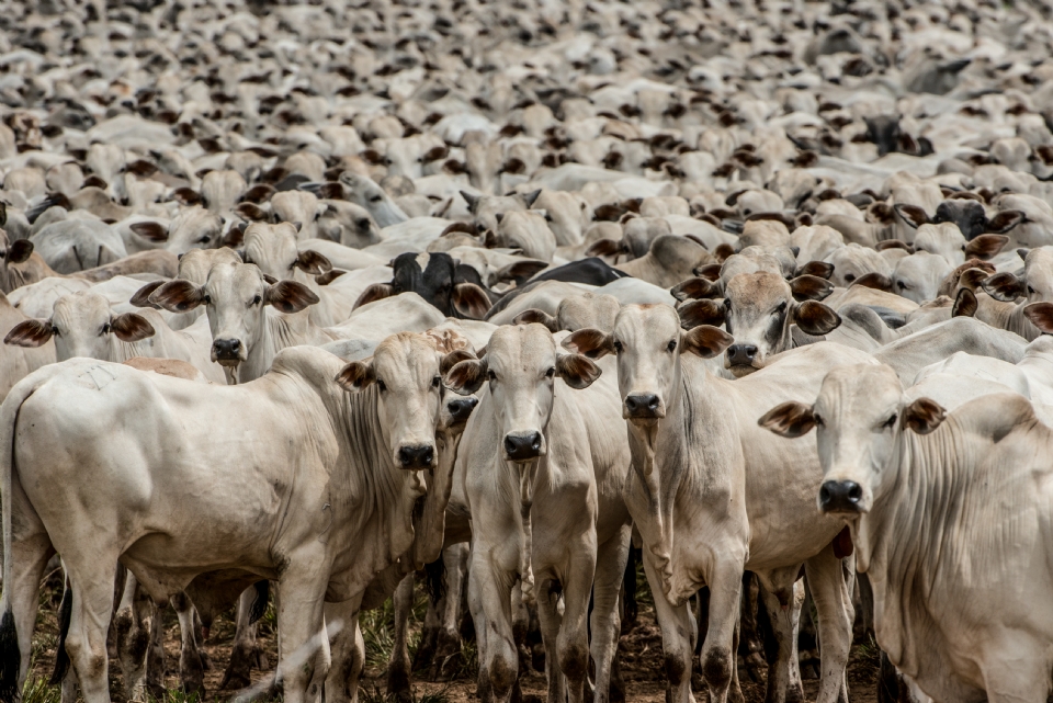 Mato Grosso exportou mais de 348 mil toneladas de carne bovina no primeiro semestre deste ano