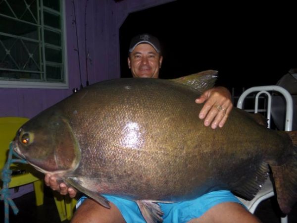 Tambaqui de 38 quilos  pescado no Rio Teles Pires