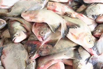 Quilo do pescado ofertado no Caminho do Peixe varia de R$ 6,50 a R$12