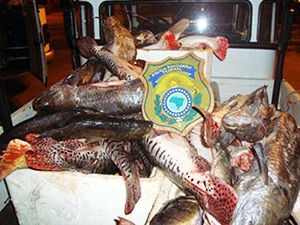 Mais de mil quilos de pescado  apreendido pela policia civil em MT