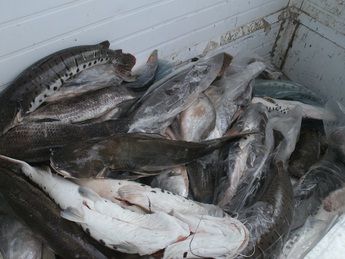 Cerca de 400 quilos de pescado irregular  apreendido em ao conjunta das polcias