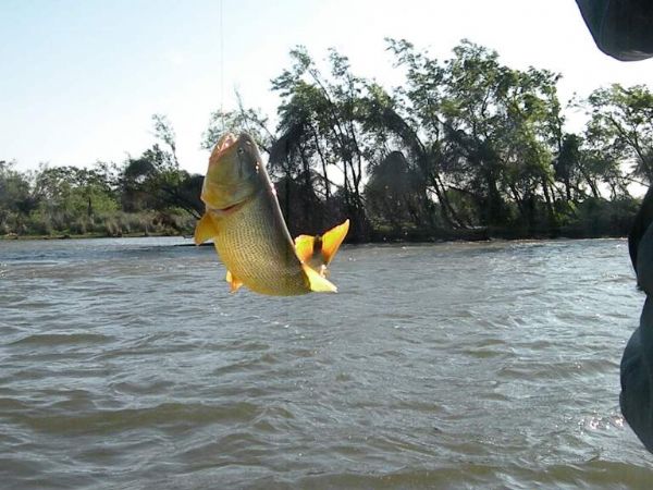Piracema nas bacias dos rios Paraguai e Amazonas comea em MT