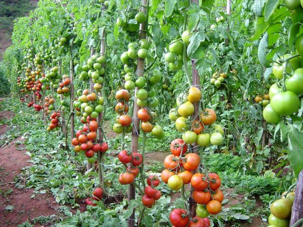 Tecnologias aplicadas no plantio colocam o Brasil como uns dos maiores produtores de tomate