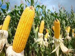 Safra de milho ainda tem 25% da rea para ser semeada em Mato Grosso nos prximos dias