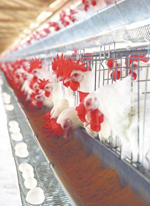 Com aumento na produtividades o frango vivo e ovo sofre com queda nas cotaes