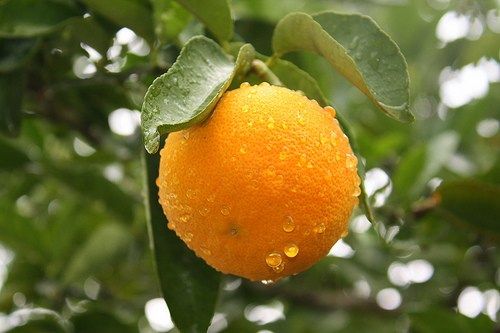 Beneficiador do sistema imunolgico a laranja lima se destaca tambm na fabricao de vinagres