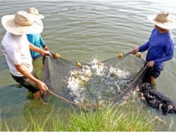 Sero investidos mais de R$ 319 mil para prtica da piscicultura no norte de Mato Grosso