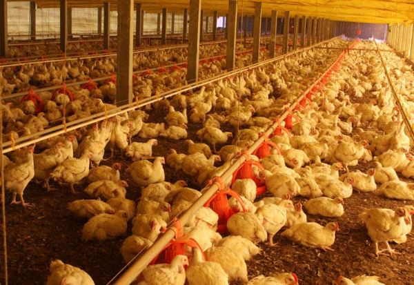 Setor de aves na China perde US$ 1,6 bi devido  gripe aviria