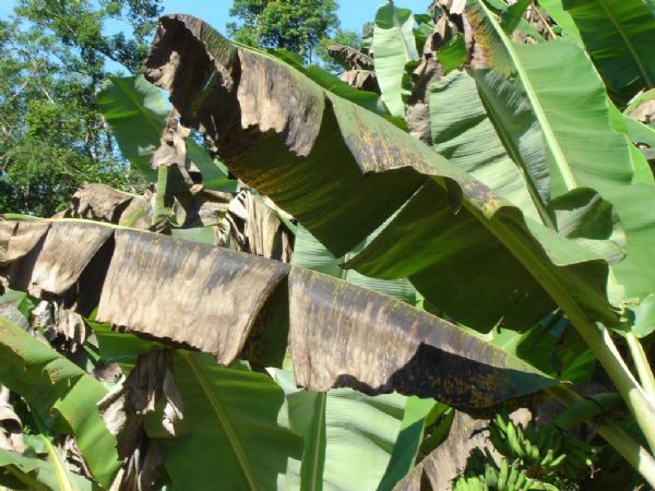 Mato Grosso registra focos da Sigatoka Negra em bananeiras; Estado havia conseguido em 2008 status livre da doena