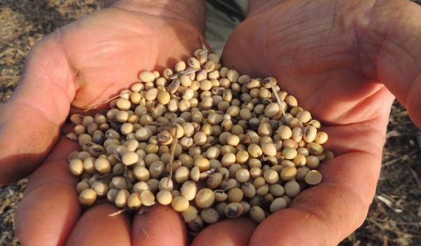 Excesso de chuvas causou queda na qualidade dos gros de soja e reduziu estimativa de produo feita pela Conab