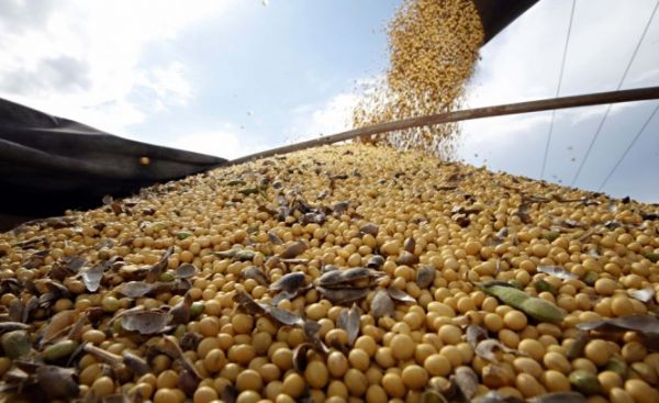 Instituto reduz estimativa de produo de soja por conta de problemas climticos
