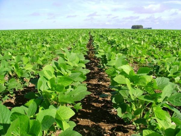 El Nio e La Nin no devem interferir na produtividade da soja em Mato Grosso
