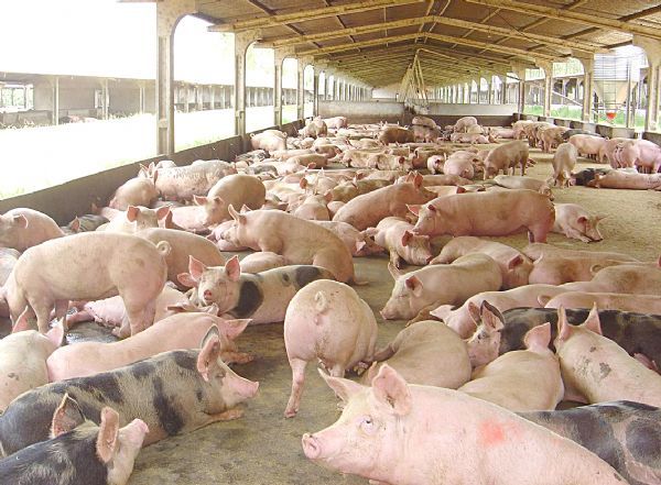 Exportaes de carne suna crescem 12% em fevereiro, segundo Abipecs