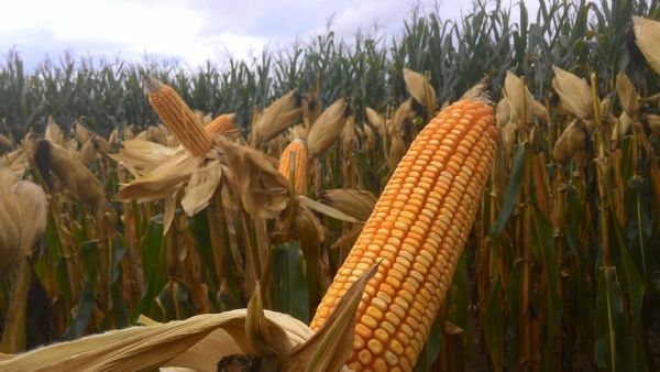 Colheita do milho chega  reta final e do algodo a 69% em Mato Grosso