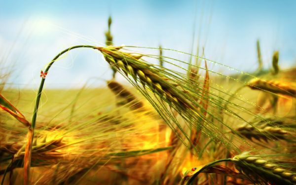 Monsanto vai premiar12 jovens cientistas com bolsas de doutorado em melhoramento das culturas de arroz e trigo; participe