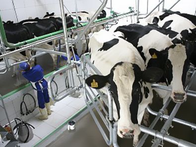 Governo destina R$ 630 mil para projetos na cadeia do leite em MT