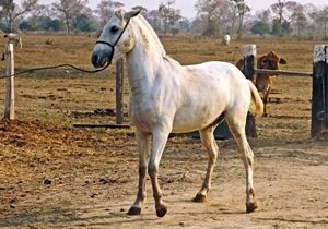 Conheça o Cavalo Pantaneiro - AgroBlog Giordani
